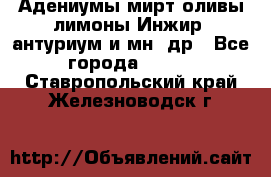 Адениумы,мирт,оливы,лимоны,Инжир, антуриум и мн .др - Все города  »    . Ставропольский край,Железноводск г.